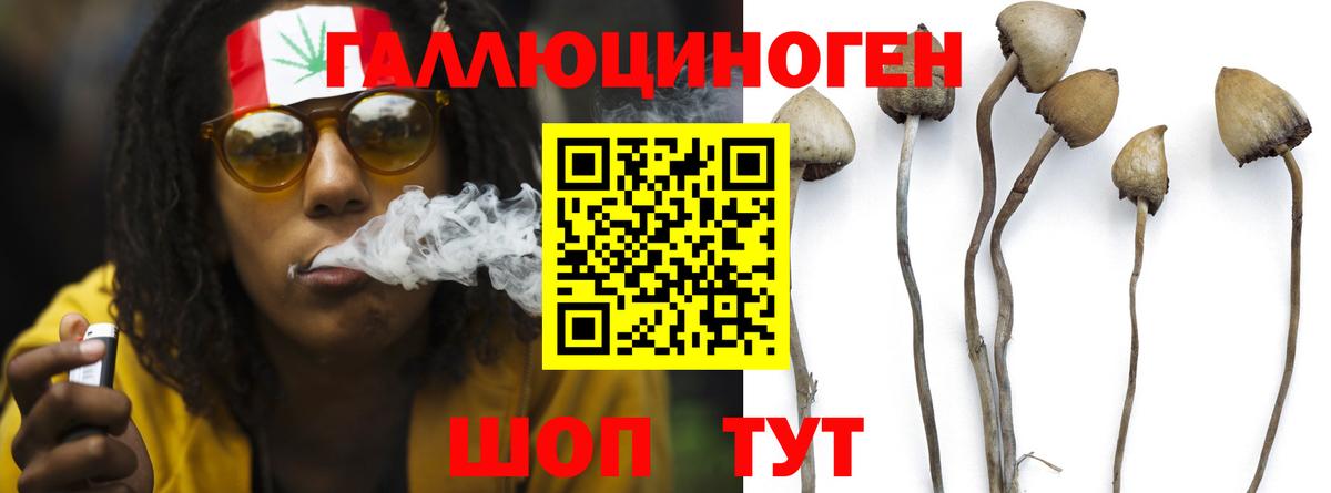 Псилоцибиновые грибы Psilocybine cubensis Братск